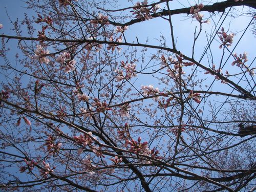 20100419_ki2_2
