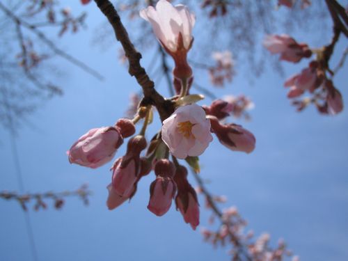 20100419_ki3_2