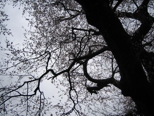20100428_ki2_2