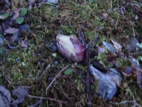 20110305_nn2 20110305_nn2