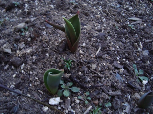 20110305_nn3 20110305_nn3