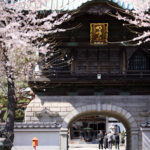 Sakura at Kamaishi.