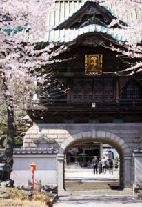 Sakura at Kamaishi.