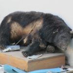 まちなかに熊!?