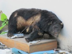 まちなかに熊！？