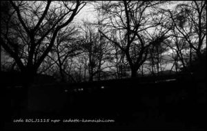 [darkness] code 80LJ1115