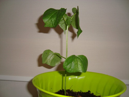 20110831_nn10 20110831_nn10