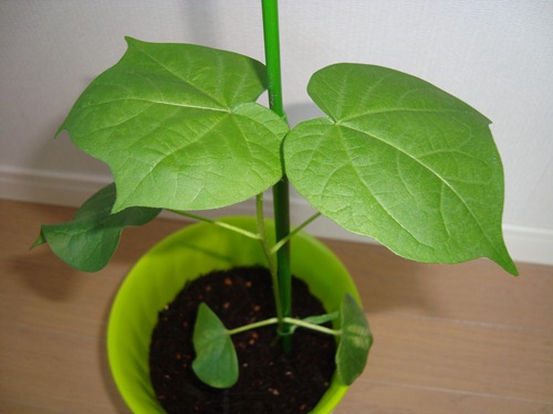 20110831_nn13 20110831_nn13