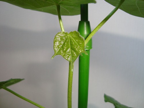 20110831_nn14 20110831_nn14