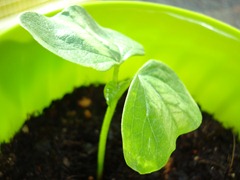 20110831_nn3 20110831_nn3