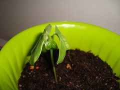 20110831_nn5 20110831_nn5