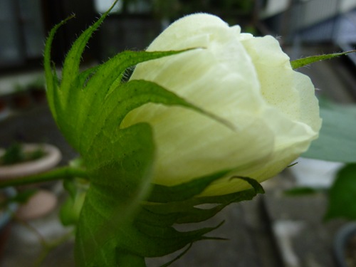 20110915_ky2 20110915_ky2