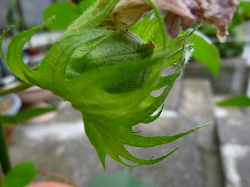 20110915_ky3 20110915_ky3