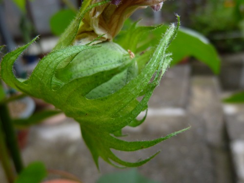 20110915_ky4 20110915_ky4