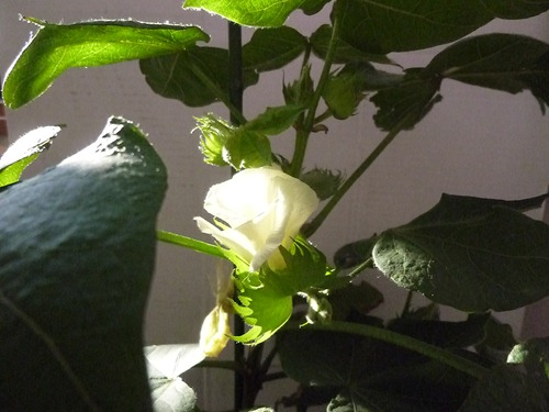 P1020296 P1020296