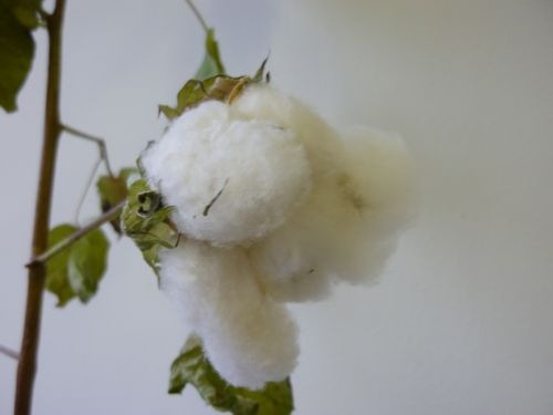 綿花 コットン の栽培022
