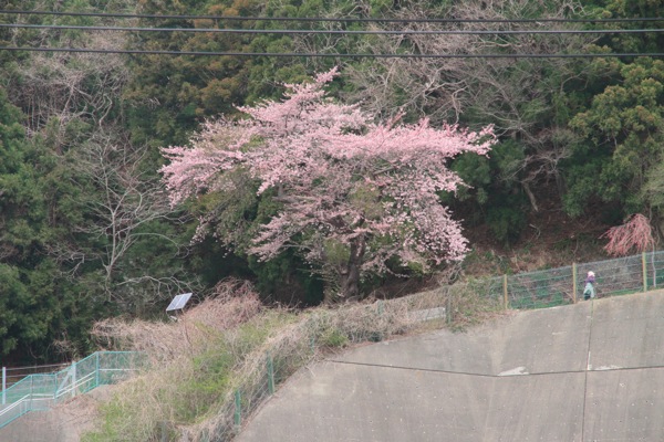 IMG_1138.jpg IMG 1138