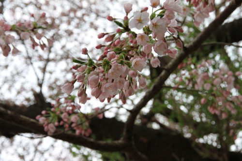 IMG_1145.jpg IMG 1145