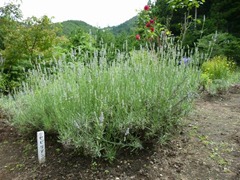 20120720_ky4