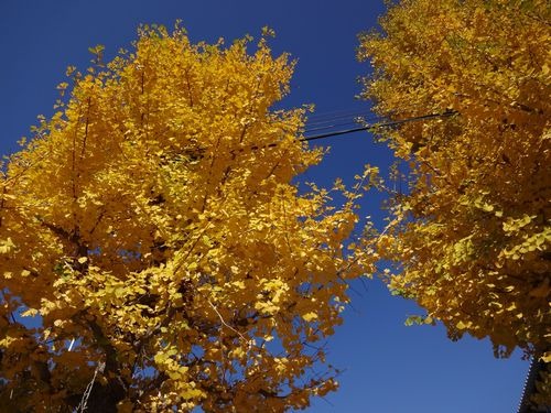 20121108_ku012-1 20121108_ku012-1