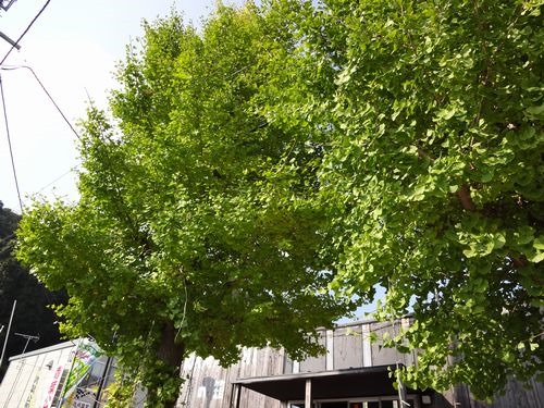 20131031ku_005 20131031ku_005