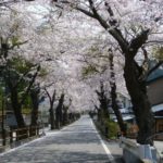 2014年さくら便り④