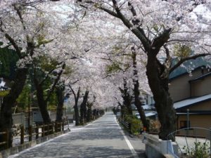2014年さくら便り④