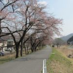 2011釜石さくら便り 03