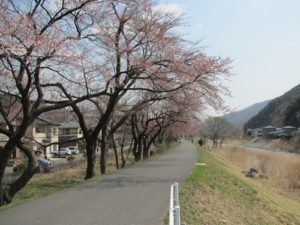 2011釜石さくら便り 03