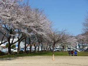 2011釜石さくら便り 04