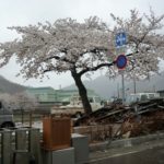2011釜石のさくら05