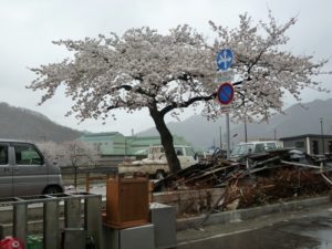 2011釜石のさくら05