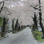 2011釜石のさくら07