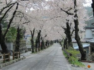 2011釜石のさくら07