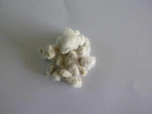 綿花（コットン）の栽培　001