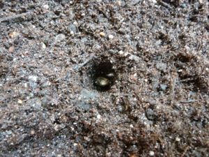 綿花（コットン）の栽培 002