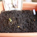 綿花(コットン)の栽培004