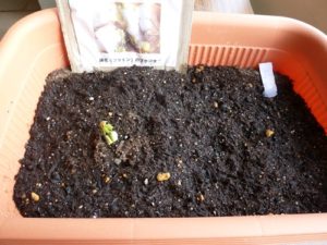 綿花（コットン）の栽培004