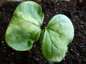 綿花（コットン）の栽培006