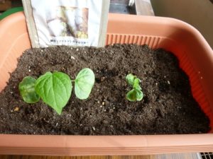 綿花（コットン）の栽培007