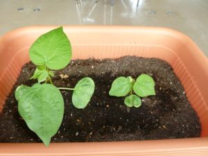 綿花(コットン)の栽培008