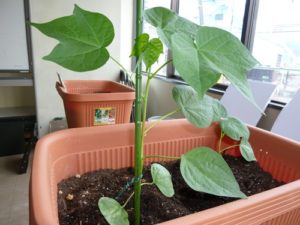 綿花(コットン)の栽培010