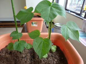 綿花（コットン）の栽培011