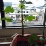 綿花(コットン)の栽培012