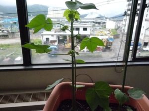 綿花（コットン）の栽培012