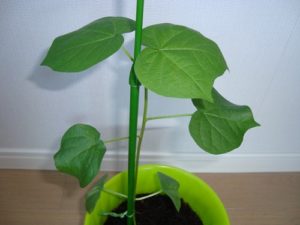 綿花(コットン)の栽培013