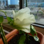 綿花(コットン)の栽培015