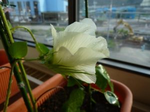 綿花（コットン）の栽培015