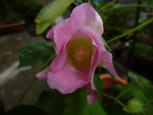 綿花（コットン）の栽培016