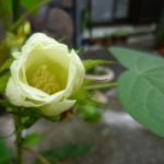 綿花(コットン)の栽培017